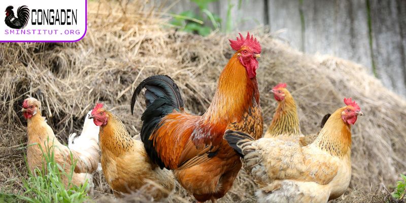 Bệnh thường gặp ở gà thả vườn - Nhận biết và phòng trị 7 Cách chăm sóc gà tránh bệnh thường gặp ở gà thả vườn