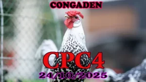 Xem lại clip đá gà Thomo CPC4 ngày 24/10/2025