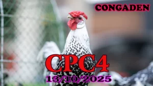 Clip gà đá CPC4 Thomo hôm nay phát lại ngày 13/10/2025