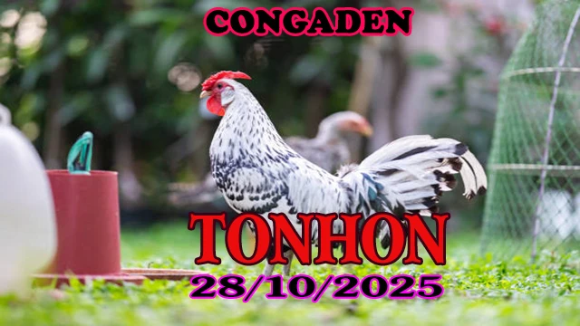 Đá Gà Trực Tiếp Tonhon Phát Lại Ngày 28/10/2025 1 Đá Gà Trực Tiếp Tonhon Phát Lại Ngày 28/10/2025