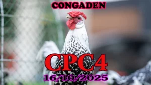 Phát lại đá gà Thomo C4 hôm nay ngày 16/10/2025