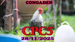 Clip Replay Đá Gà Thomo CPC5 28112025 – Xem Ngay