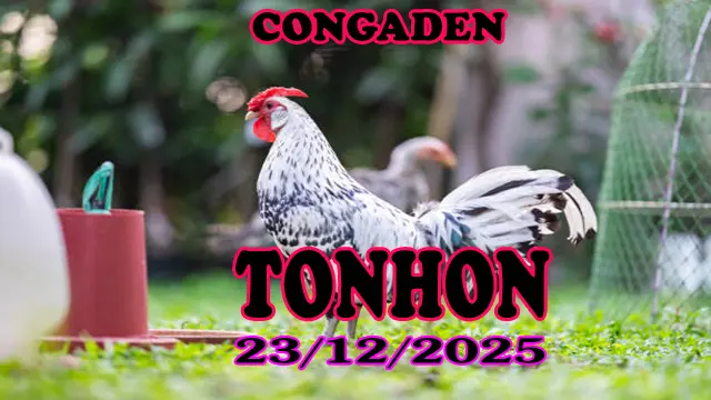 Clip Đá Gà Tonhon 23122025 Chọn Lọc