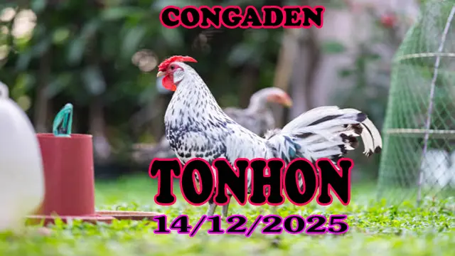 Link Xem Đá Gà Trực Tiếp Tonhon Hôm Nay 14122025