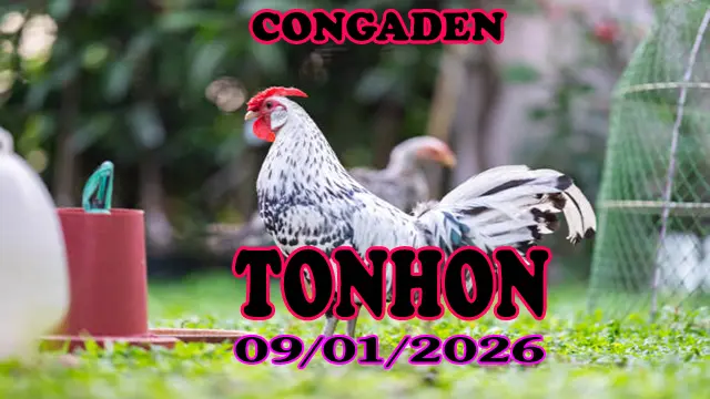 Video Phát Lại Trực Tiếp Đá Gà Tonhon Ngày 09012026