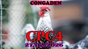 Xem lại video đá gà trực tiếp CPC4 ngày 27022026 full HD