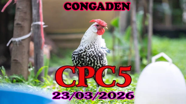 Clip đá gà CPC5 ngày 23032026