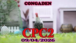 Full clip đá gà Thomo CPC2 hôm nay 09042026