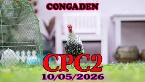 Video đá gà trực tiếp CPC2 ngày 10052026